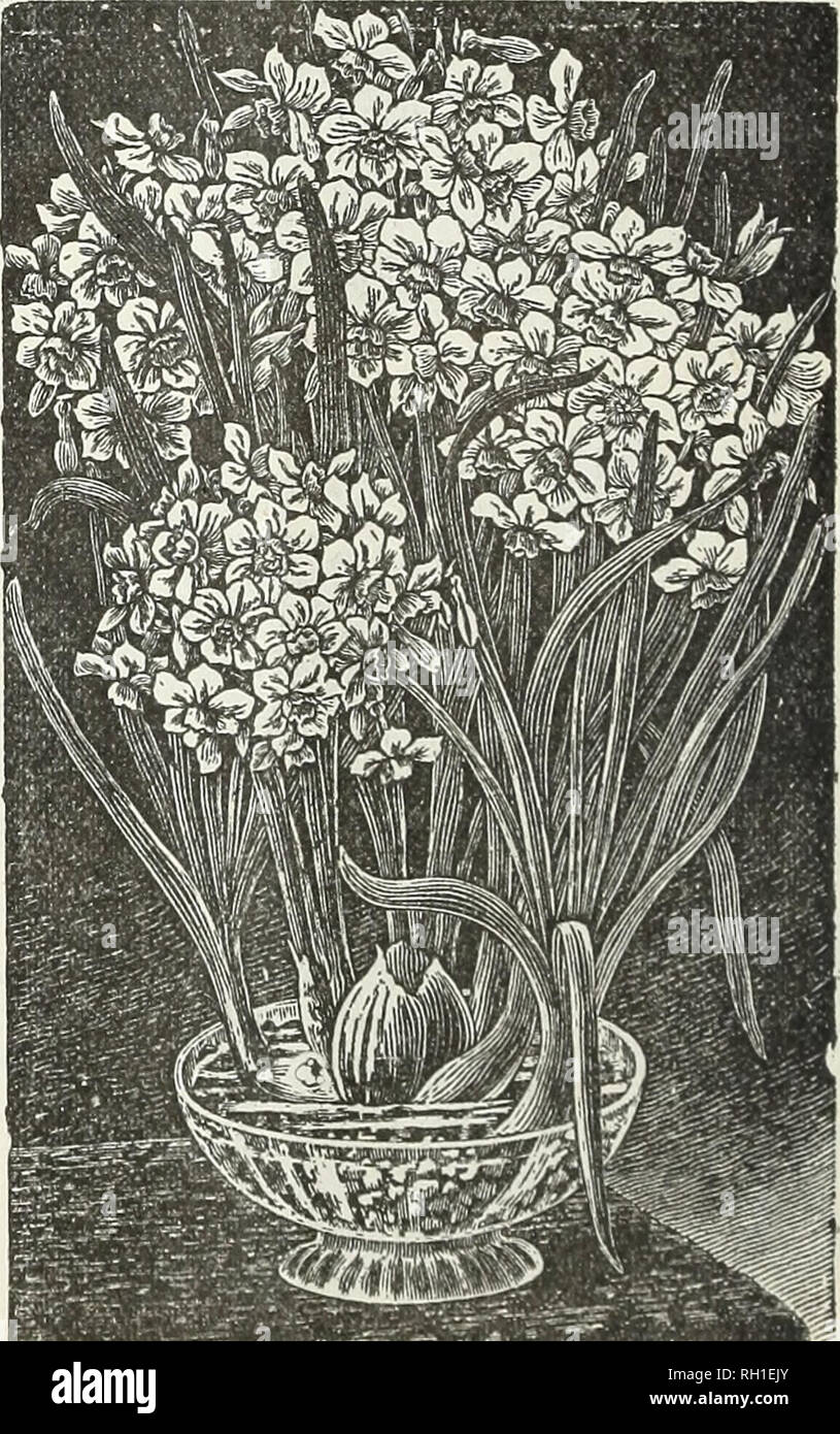 . Bulbs and plants : autumn 1899. Flowers Seeds Catalogs; Bulbs (Plants) Seeds Catalogs; Nurseries (Horticulture) Catalogs; Plants, Ornamental Catalogs. PAPER WHITE POLYANTHUS NARCISSUS. DOUBLE NARCISSUS. Each. Doz. Per 100. Albus Plenus Odoratus—Pure white, sweet scented, resem- bles a Gardenia 3 25 $125 Incomparable — (Butter and Eggs) sulphur yellow, sweet scented 3 25 125 Orange Phoenix—White and or- ange 5 50 3 00 Von Sion — The finest of all double yellow Daffodils, used extensively for forcing as well as for bedding outdoors 3 35 2 00 Hixed 3 25 125 POLYANTHUS NARCISSUS. The Polyanthus  Stock Photo