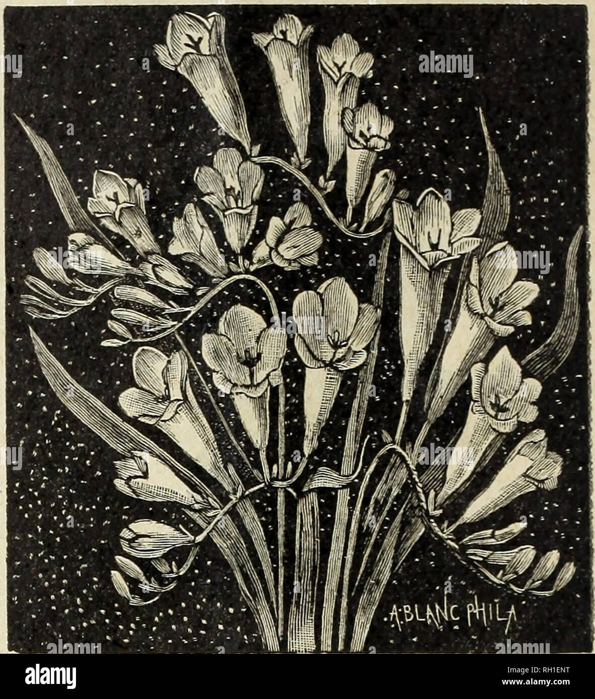 . Currie bros. horticultural guide: autumn 1893. Flowers Seeds Catalogs; Bulbs (Plants) Seeds Catalogs; Vegetables Seeds Catalogs; Nurseries (Horticulture) Catalogs; Plants, Ornamental Catalogs; Gardening Equipment and supplies Catalogs. FRITILLARIA RECURVA. Fritillarias. An interesting variety of the Lily family. The flowers are all very brilliant and attractive (of a drooping habit), several of which are borne on a stem. They are mostly for out-door culture, yet they may be successfully grown in pots indoors in winter. Each. Doz. Armena—A charming species, bearing small deep-yellow bell-shap Stock Photo