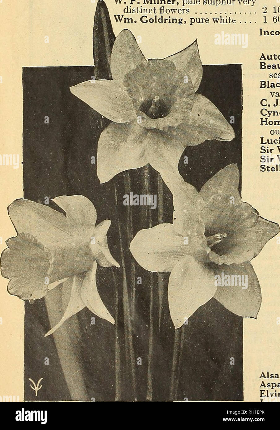 . Bulbs for florists and seedsmen. Flowers Seeds Catalogs; Bulbs (Plants) Seedlings Catalogs; Vegetables Seeds Catalogs; Trees Seeds Catalogs; Horticulture Equipment and supplies Catalogs. ALL WHITE White perianths, with white or sulphur trumpets, which change to white as the flowers mature. per 100 Mme. de Graaff, largest pure white, creamy trumpet 5 50 Mrs. Thompson, a very early pure white 1 75 W. P. Milner, pale sulphur very distinct flowers 2 10 i Wm. Goldring, pure white .... 1 60 Per 1000 50 00 15 00. ARCISSUS MME. de GRAAFF MEDIUM AND SMALL CUPS -Small Cupped Varieties Per 100 NARCISSU Stock Photo