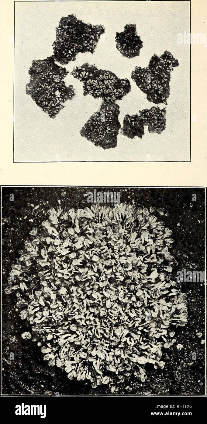 . The Bryologist. Mosses; Liverworts; Lichens; Botany; Bryology. BRYOLOGIST VOL. XX, PLATE III. Explanation of Plate III 1. Riccia vinlacea M. A. Howe. Photograph, natural size, of specimens collected on Cayo Muertos, Porto Rico, March 9-12, 1915, by Britton, Cowell and Brown {no. 3089). The speci- mens, still living, though dried for about ten weeks, were soaked out and photographed on May 20, 191S. 2. Riccia McAUisteri M. A. Howe. Photograph, natural size, taken in October, 1914. of type specimens grown at The New York Botanical Garden; original from Granite Mt. (about 70 miles northwest of  Stock Photo