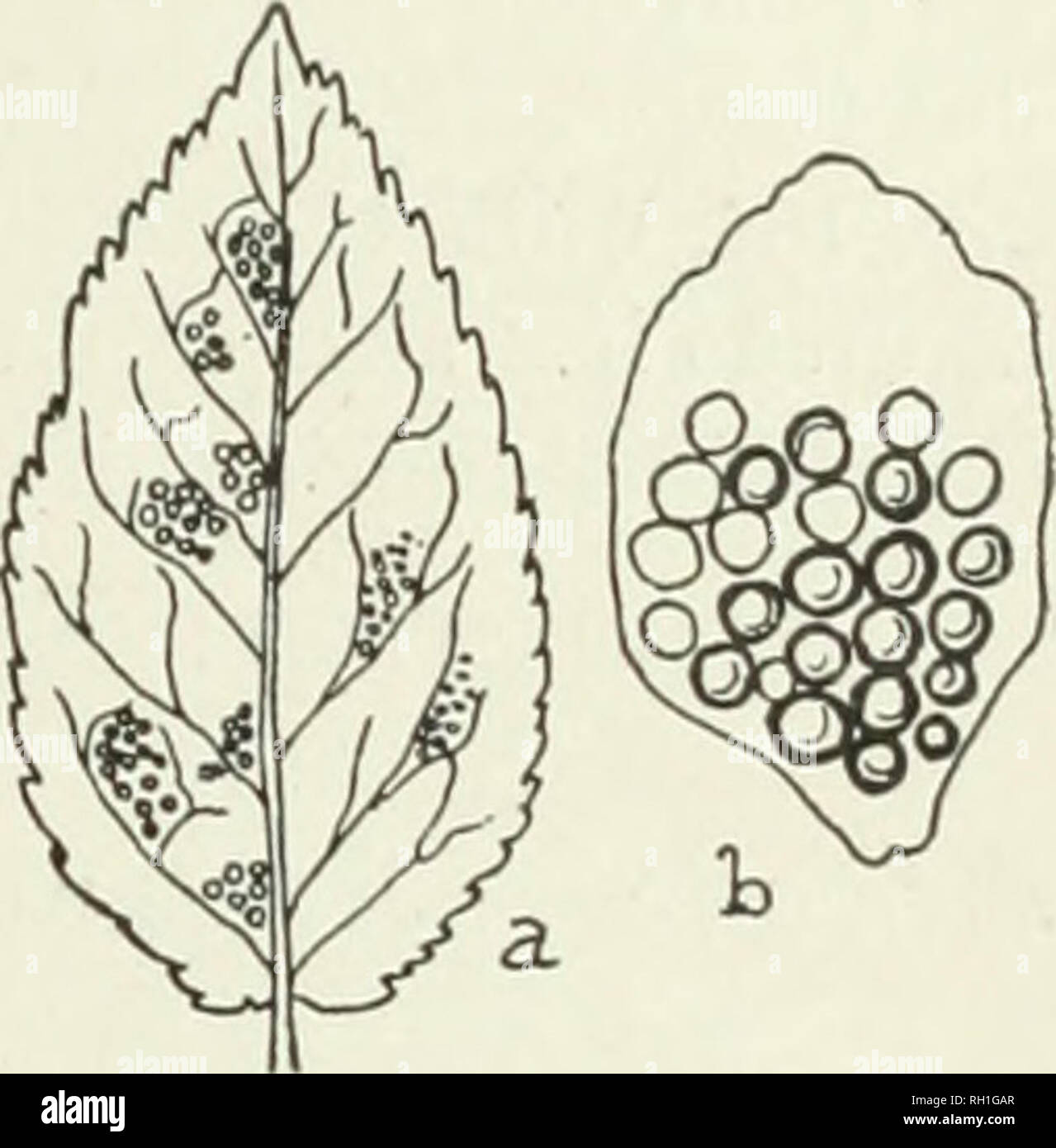 . The British rust fungi (Uredinales), their biology and classification. Uredineae. THECOPSORA 309 Uredo Padi K. et S. exsicc. 187. Cooke, Handb. p. 527. U. porphyrogenita Kze. ; Cooke, Micr. Fung. p. 216. Melampsora Padi Cooke, Handb. p. 523 (1871). Plowr. Ured. p. 246. Fung. Fl. Yorkshire, p. 184. Pucciniastrum Padi Dietel in Eng. u. Prantl, Natlirl. Pflanz. i. 1**, p. 47. Fischer, Ured. Schweiz, p. 463, f. 303 ; Centralbl. f. Bakter. 2. xv. 227. Thecopsora areolata Magn. in Hedwigia, 1875, p. 123. Sacc. Syll. vii. 764. Whitish, pustuhir, flat, open, exhaling a covering on the upper. Sper mo Stock Photo