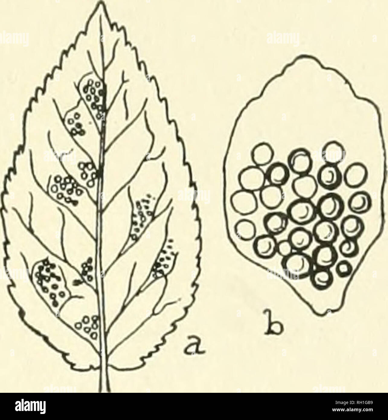 . The British rust fungi (Uredinales) their biology and classification. Rust fungi -- Great Britain. THECOPSORA 369 Credo Padi K. et S. exsicc. 187. Cooke, Handb. p. 527. U. porphyrogenit.i Kze. ; Cooke, Micr. Fung. p. 21(5. Melampsora Padi Cooke, Handb. p. 523 (1871). Plowr. Ured. p. 246. Fung. Fl. Yorkshire, p. 184. Pucciniastrum Padi Dietel in Eng. u. Prantl, NatUrl. Pflanz. i. 1**, p. 47. Fischer, Ured. Schwciz, p. 463, f. 303 ; Centralbl. f. Bakter. 2. xv. 227. Thecopsora areolata Magn. in Hedwigia, 1875, p. 123. Sacc. Syll. vii. 764. Spermogones. Whitish, pustular, flat, open, exhaling a Stock Photo