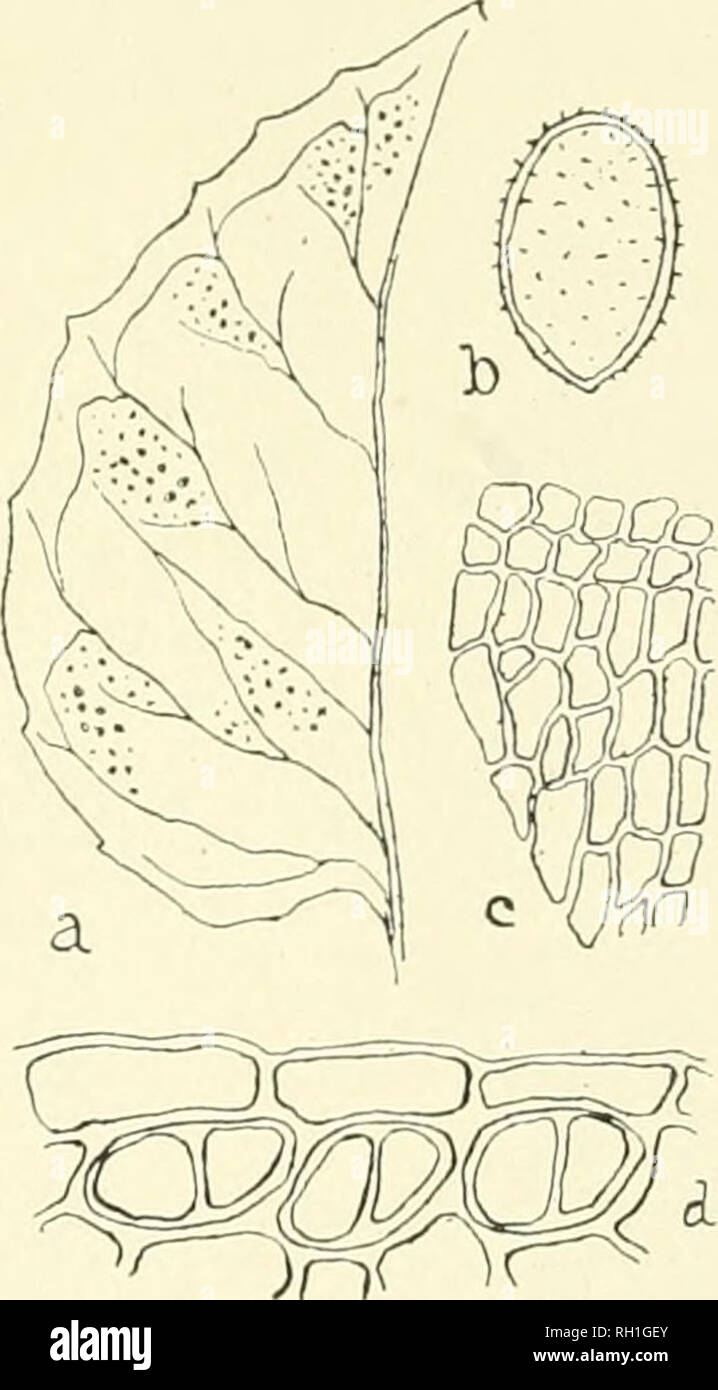 Rust Spores Structure . The British rust fungi (Uredinales) their biology and classification ...