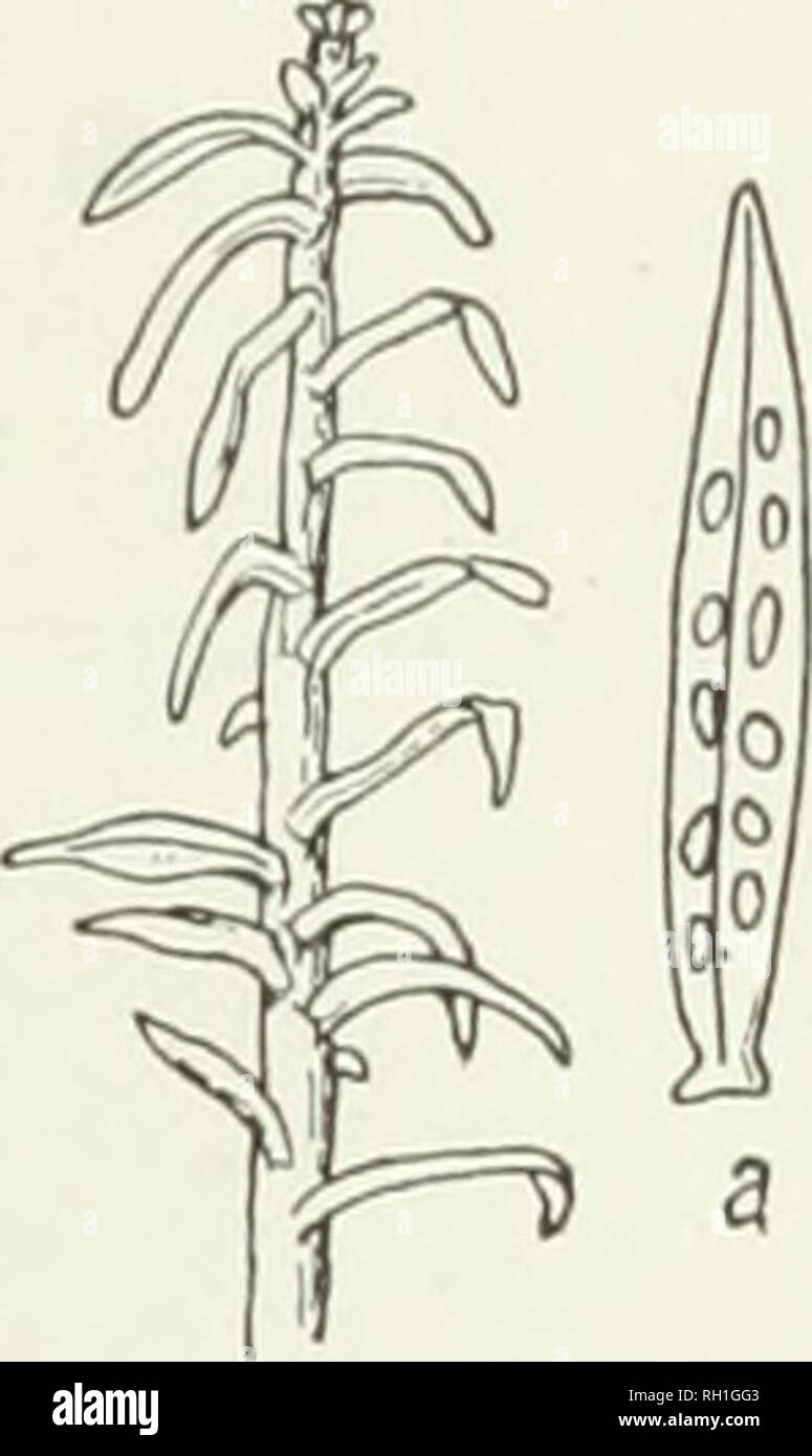 . The British rust fungi (Uredinales), their biology and classification. Uredineae. MELAMPSORELLA 361. Fig. 269. M. Canjo- plnjUacearam. Peri- dermium elatiiiuin, on A. ix'ctinata (slightlj' reduced) ; ((, a leaf, x 10. Mdam-pmra Cerastii Wint. Pilze, p. 242 (1881). Plowr. Ured. p. 247. Melampsnrella Cerastii Schrot. Flor. Schles. p. 366 (1887). Sacc. Syll vii. 596. M. clatina Arthur, N. Amer. Fl. vii. 111. Spennogones. Epiphyllous, scattered, conical, honey-coloured. Jilcidiospores. /Ecidia hypophyllous, arranged in an irregu- lar row on each side of the mid-rib, eruin])ent, shortly cylindric Stock Photo