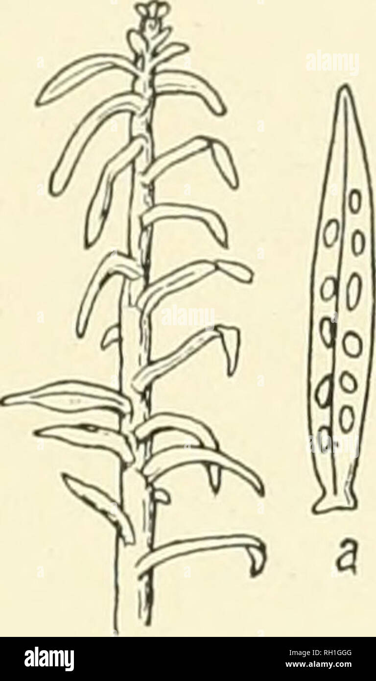 . The British rust fungi (Uredinales) their biology and classification. Rust fungi -- Great Britain. MELA.MPXORELLA 361. Fig. 269. M. Caryo- phyllacearum. Peri- dermium elatinum, on A. pectinata (slightly reduced) ; «, a leaf, x 10. Melampsora Cerastii Wint. Pilze, p. 242 (1881). Plowr. Ured. p. 217. Melampsorella Cerastii Schrot. Flor. Schles. p. 366 (1887). Sacc. Syll vii. 596. M. elatina Arthur, N. Amer. Fl. vii. 111. Spenuogones. Epiphyllous, scattered, conical, honey-coloured. fficidiospores. iEcidia hypophyllous, arranged in an irregu- lar row on each side of the mid-rib, erumpent, short Stock Photo