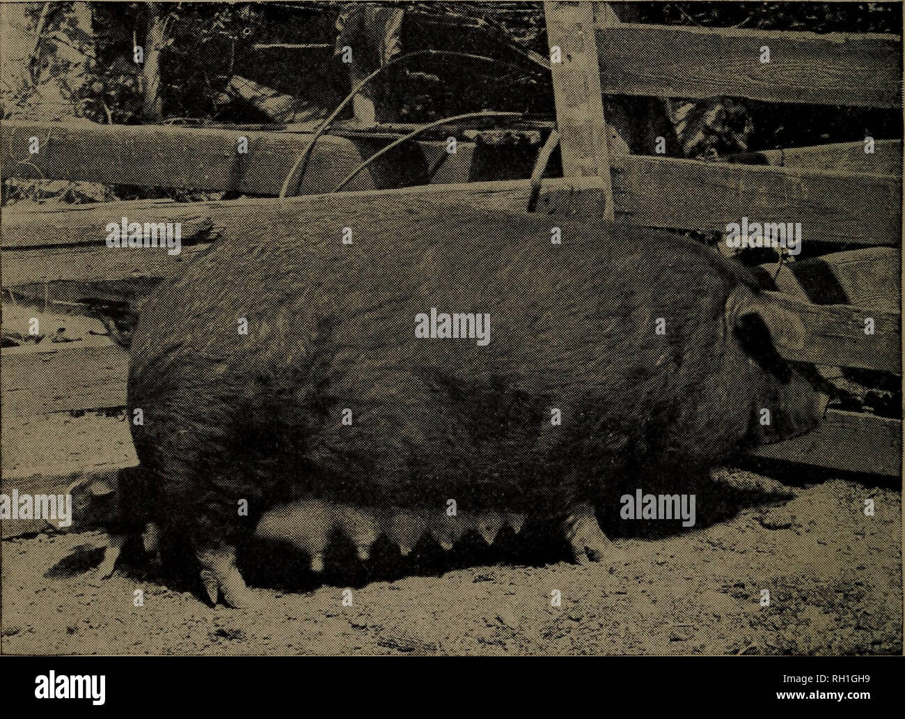 Heavy Duty 4 Bushel/ 4 Slot Hog Pig feeder 