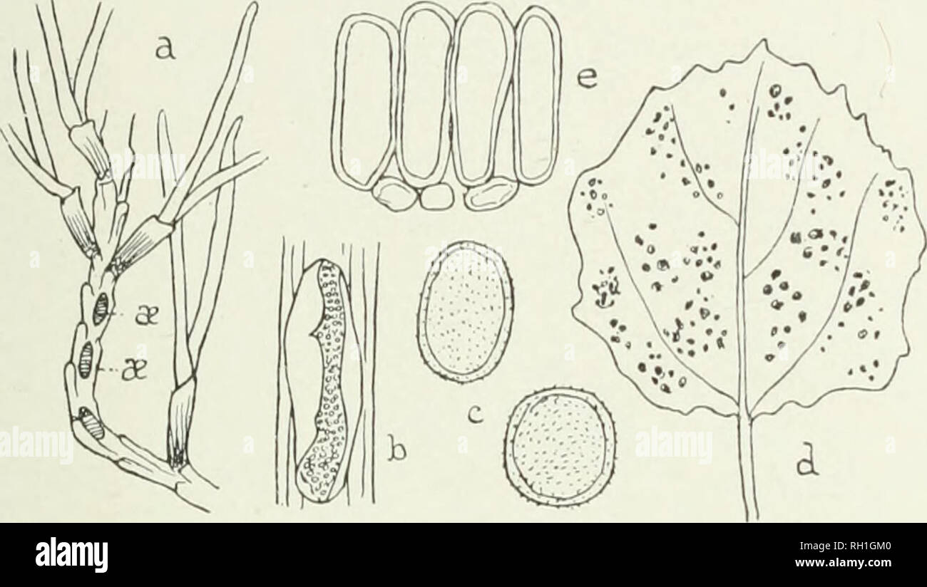 . The British rust fungi (Uredinales), their biology and classification. Uredineae. ON POI'LAK 851 oval to ovate-oblong, 15—22x11—16/x ; opispore uniformly about 2 jx thick, with two germ-pores (?), echinulate all over; paraphyses distributed throughout the sorus, clavate, not capi- tate, 40—50 X 12—17 IX, with a uniformly thick wall (8—7/x).. Fig. 262. M. phdloy&lt;inn (from a Gennan specimen, ex licrb. Sydow). a, a youn^ shoot of I'ine, in Juno, with newlj-fornied leaves, sliowing tliree CiEomata ((f), shaded ; the leaves have been removed from the affected portion, which is beginning to be  Stock Photo