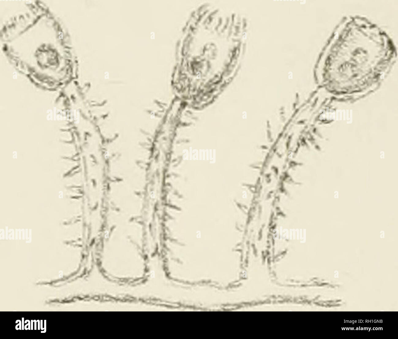 Zoophytes Stock Photos & Zoophytes Stock Images Alamy