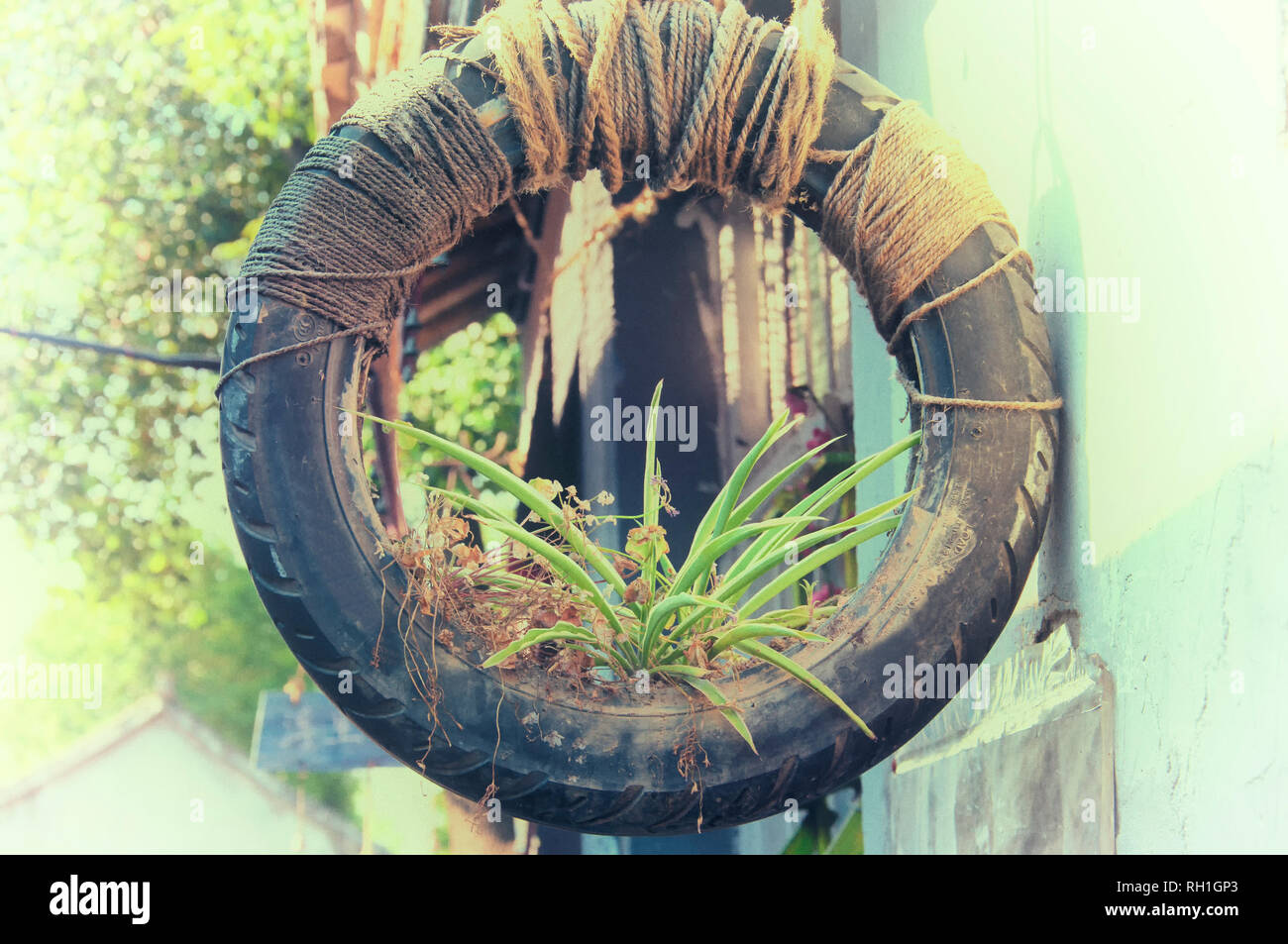An old tire converted into a hanging plater with a spider plant inside within the Luzhi scenic area in Wuzhong China on a sunny day. Stock Photo