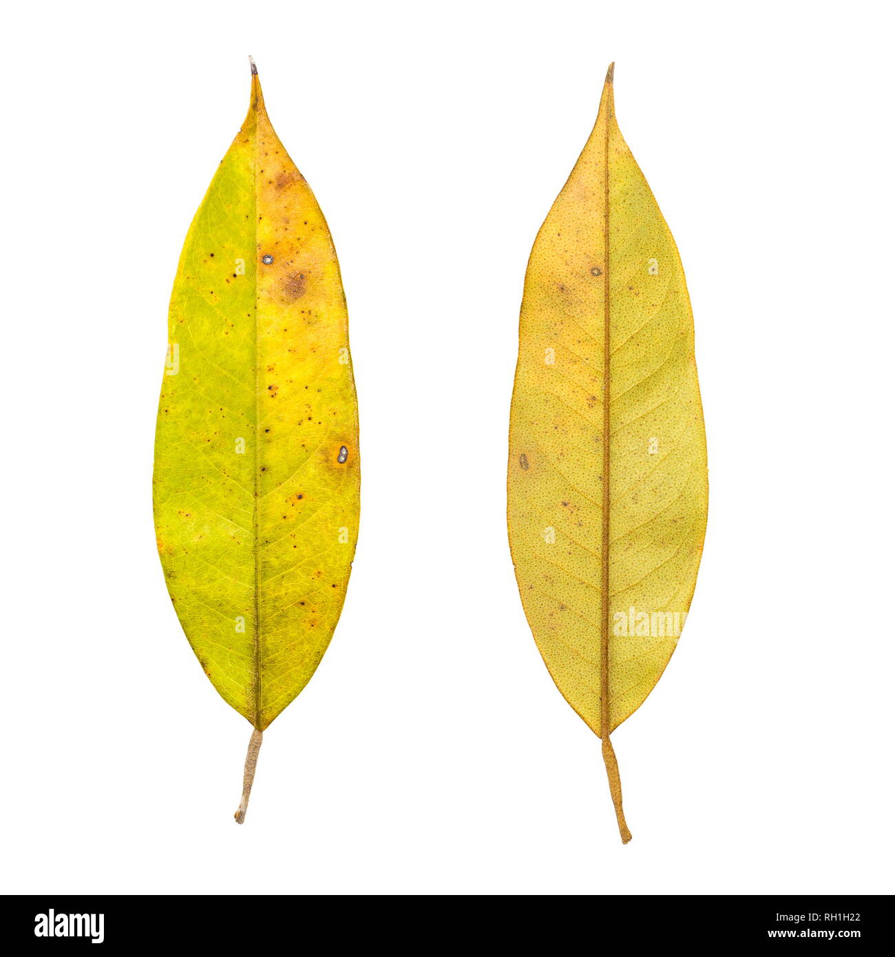 Set of Leaves isolated on a white background Stock Photo - Alamy
