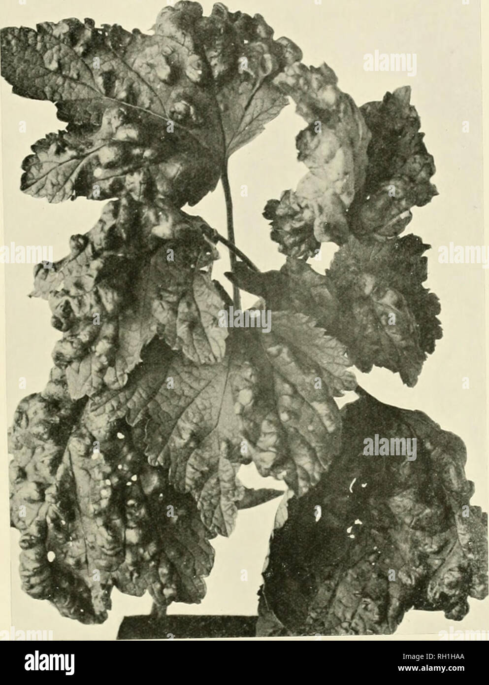 . British vegetable galls, an introduction to their study. Galls (Botany). Plate io6.. OF Ril'cs iiii^niiii Linn. Rhopalosiphum rihis Linn. (TWO-TlilRLIS .NAT. SIZE.). Please note that these images are extracted from scanned page images that may have been digitally enhanced for readability - coloration and appearance of these illustrations may not perfectly resemble the original work.. Connold, Edward T. , 1862-1910. London, Hutchinson &amp; co. Stock Photo