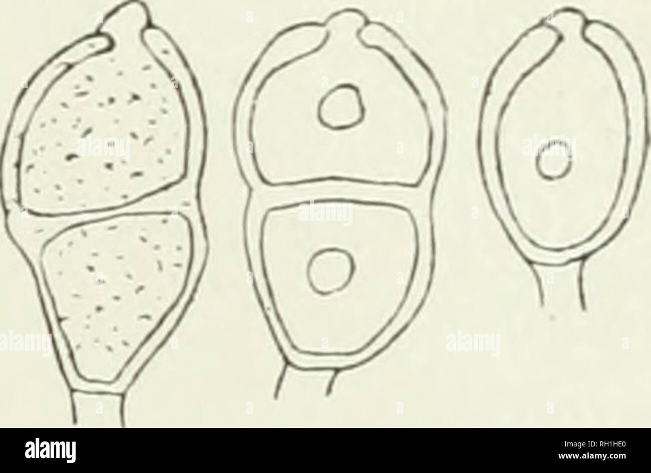 . The British rust fungi (Uredinales), their biology and classification. Uredineae. Fig. 160. P. Saxifragae. Te- leutospores, a, on 8. nmbrosa (Ireland), b, on S. steUaris (Lochnagar). Distribution : Central and Western Europe.. 84. Puccinia Fazschkei Dietel. Puccinia I'a:sc/dei Diet, in Hedwig. 1891, p. 103 ; Ber. deutsch. Bot. Gesell. ix. 44, pi. 3, f. 15. Sacc. Syll. xi. 185. Sydow, Monogr. i. 503, f. 411. Fischer, Ured. Schweiz, p. 148, f. 113. Trans. Brit. Myc. Soc. iii. 123. Teleutospores. Sori epiphyllous, about ^—1 mm. wide, scattered or more often in orbicular groups 2—3 mm. diam., a  Stock Photo