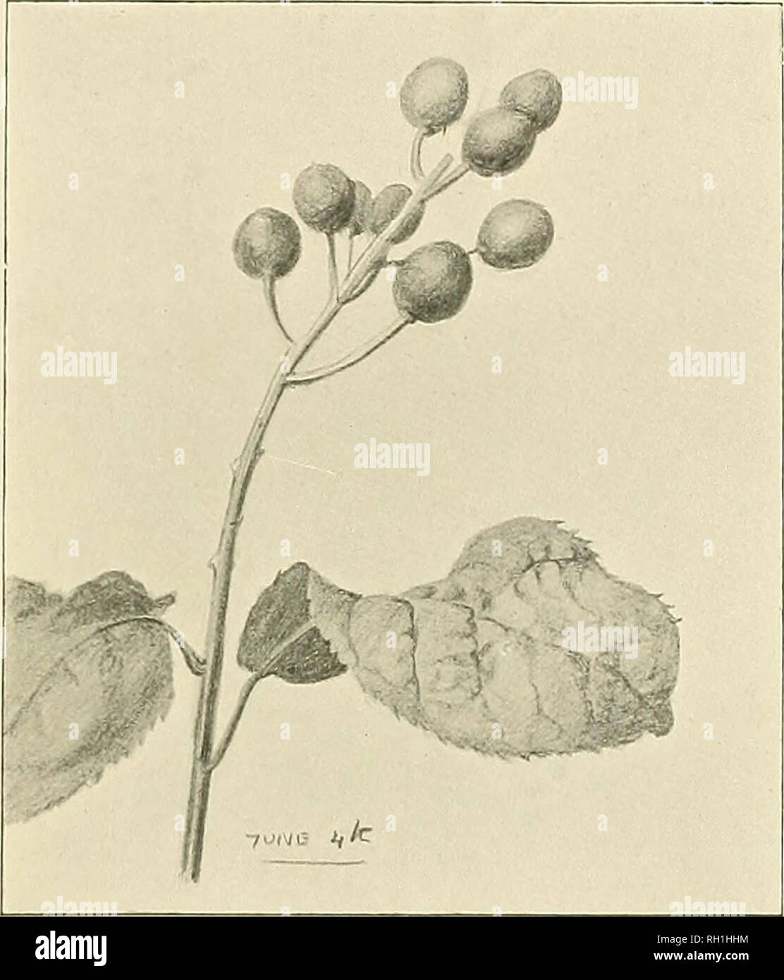 Hegg Tree . British trees. Trees. THE BIRD CHERRY. 5°3. FRUIT OF BIRD CHERRY ...