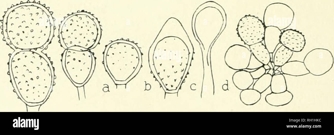 . The British rust fungi (Uredinales) their biology and classification. Rust fungi -- Great Britain. Fig. 155. P. Pruni-spinosae. iEcidia on A. coronaria (slightly reduced); a, an secidium on A. Aemorosa, York- shire, the normal form, and b, two less usual forms, x 30.. Fig. 156. P. Pruni-spinosae. Two teleutospores ; a, lower half of a teleuto- spore; b, uredospore; c, paraphysis; d, a cluster of teleutospores. On Wild Plum. (All x 600, except d, which is x 360.) verrucose or echinulate, pale-brown, 20—35 x 10—18/x (with three or four equatorial germ-pores, Arthur), mixed with yellowish-brown Stock Photo