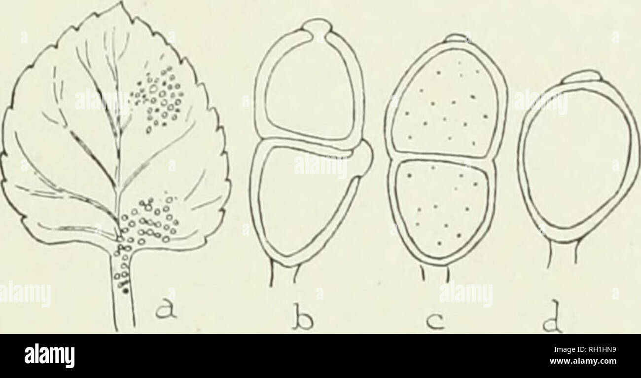 . The British rust fungi (Uredinales), their biology and classification. Uredineae. ON VIOLA 201 Puccinia Vlolae DC. Flor. fr. vi. 62 (1815). Plowr. Ured. p. 152. Sydow, Mouogr. i. 439. Sacc. Syll. vii. 609. Fischer, Ured. Schweiz, p. 139, f. 106. P. Violarum Link, Sp. Plant, ii. 80 (1824). Cooke, Handb. p. 504 ; Micr. Fung. p. 210; Grevillea, iii. pi. 49, f. 5, 10 «, h. Spermogones. Crowded in little clusters, yellowish. JEcidiospores. McidvA on all the green parts of the host, on the leaves often forming swollen yellowish spots, generally in roundish, or irregularly expanded, groups, on the  Stock Photo