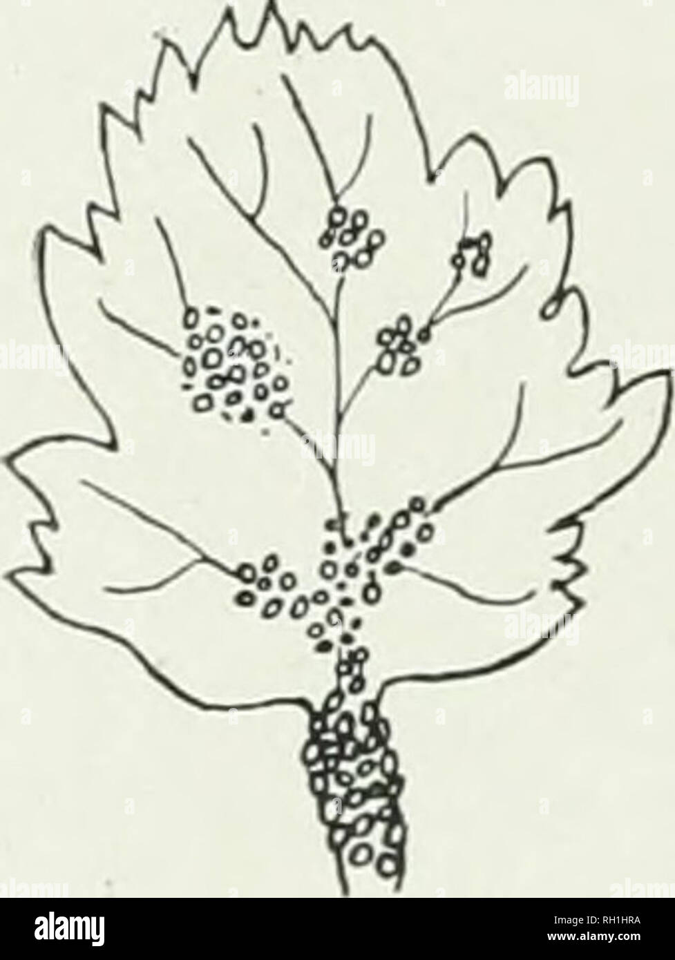 . The British rust fungi (Uredinales), their biology and classification. Uredineae. 194 PUCCINI A 66. Puccinia Heraclei Giev. Trichohasis Heraclei Berk. ; Cooke, Micr. Fung. p. 225. Puccinia Heraclei Grev. Scot. Cr. Flor. pi. 42. Cooke, Handb. p. 502 ; Micr. Fung. p. 208. Sydow, Monogr. i. 387. Fischer, Ured. Schweiz, p. 132. P. Pimpinellae Strauss ; Plowr. Ured. p. 155 p.p. Sper^mogones. Amphigenous, scattered amongst the gecidia, pale-yellowish. jEcidiospores. Jllcidia hypophyllous, frequently on the petioles and especially on the nerves of the leaves, on thickened yellowish spots, densely c Stock Photo