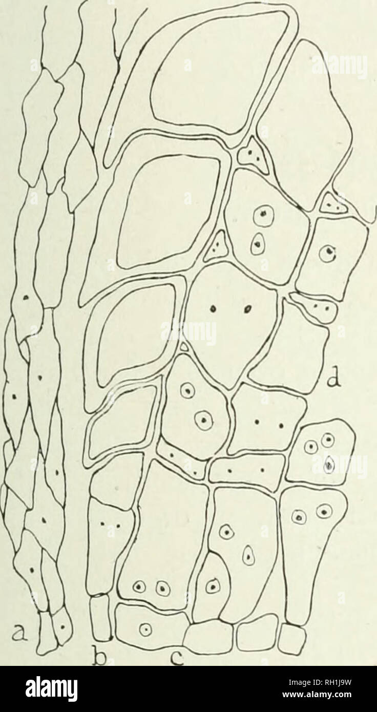 . The British rust fungi (Uredinales), their biology and classification. Uredineae. PUCCINIA POARUM 47 as shown in radial section. The outer edge of each cell is more prolonged downwards so as to overlap a portion of the cell below in an imbricated manner. The aecidium, in both, as is the. Please note that these images are extracted from scanned page images that may have been digitally enhanced for readability - coloration and appearance of these illustrations may not perfectly resemble the original work.. Grove, William Bywater. Cambridge, Univ. Press Stock Photo
