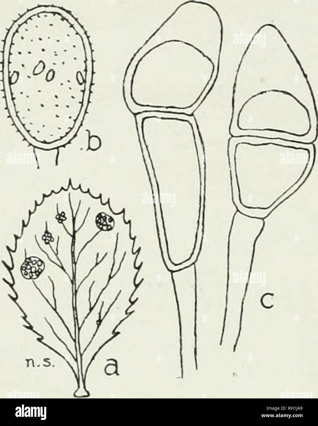 . The British rust fungi (Uredinales), their biology and classification. Uredineae. 42 PUCCINIA GRAMINIS. Fig. 25. Pucclnia graminis. a, aecidia on Berheris ; b, ureclo- spore ; c, teleutospores. culms; for these ditferences the systematic part can be con- sulted (Fig. 25). There is, however, one point of difference connected with P. graminis which possesses great biological interest—its virtual in- dependence of the secidial stage. For a long time it had been known that Barberry bushes in the hedges caused &quot; mildew &quot; on the corn in the neighbouring fields, and when, in 1864-5, De Ba Stock Photo