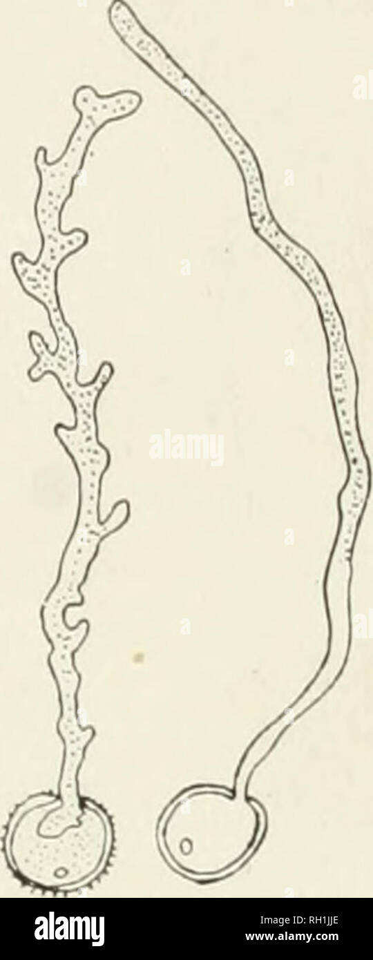 . The British rust fungi (Uredinales), their biology and classification. Uredineae. TELEUTOSPORES 11 both (Fig. 12). The uredospore retains its capacity for germination for a longer time, even for more than three months; in fact, in certain foreign species, some of these spores acquire a thicker wall which enables them to act as a kind of resting-spore—these are called amphi- spores, but they are not formed by P. Garicis. It is found, generally, that if the spores of the Uredinales are dried gradually, they retain their power of germination for a longer time and in a better degree than if drie Stock Photo