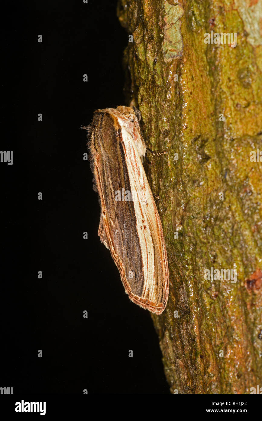 Costa Rica Moth (Lirimiris truncata) adult at rest on tree trunk, Turrialba, Costa Rica, October Stock Photo