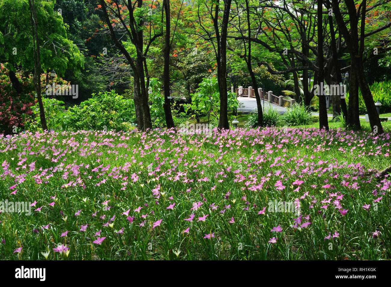 Zephyranthes Lily or Rain Lily in Queen Sirikit park, Bangkok, Thailand. Stock Photo