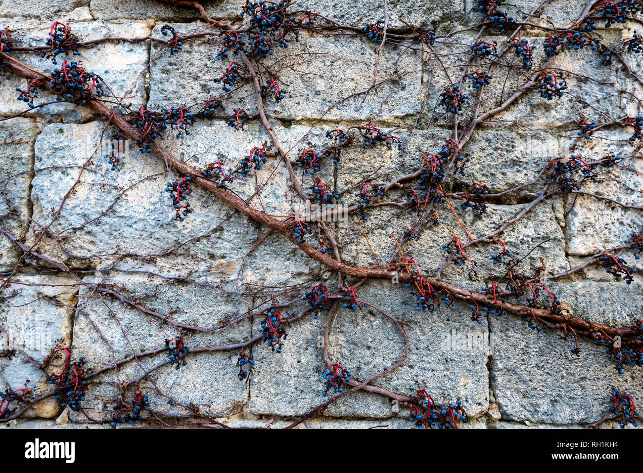 Fruits of virginia creeper or Parthenocissus quinquefolia on stone wall Stock Photo