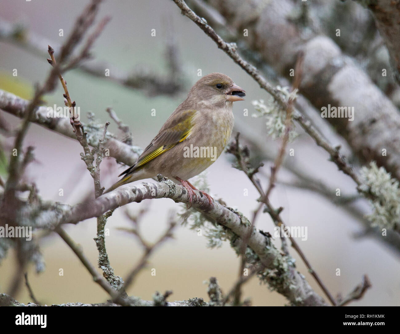 Sunflowwer seed hires stock photography and images Alamy