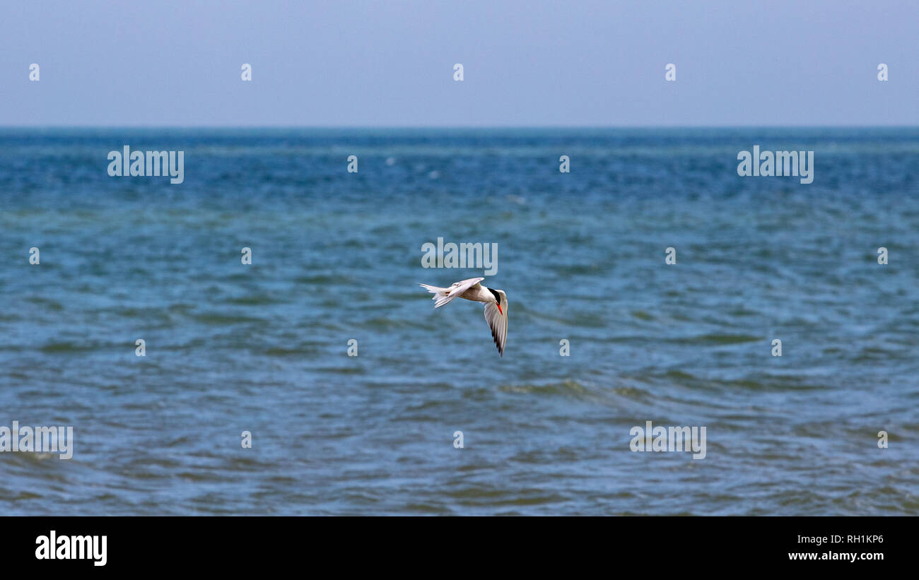 Terns in Flight Stock Photo