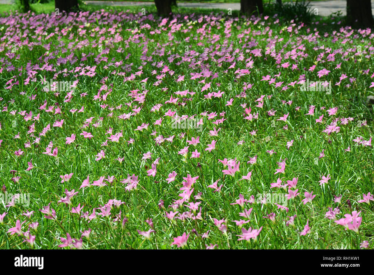 Zephyranthes Lily or Rain Lily in Queen Sirikit park, Bangkok, Thailand. Stock Photo
