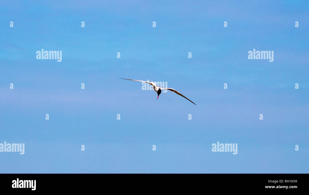 Terns in Flight Stock Photo
