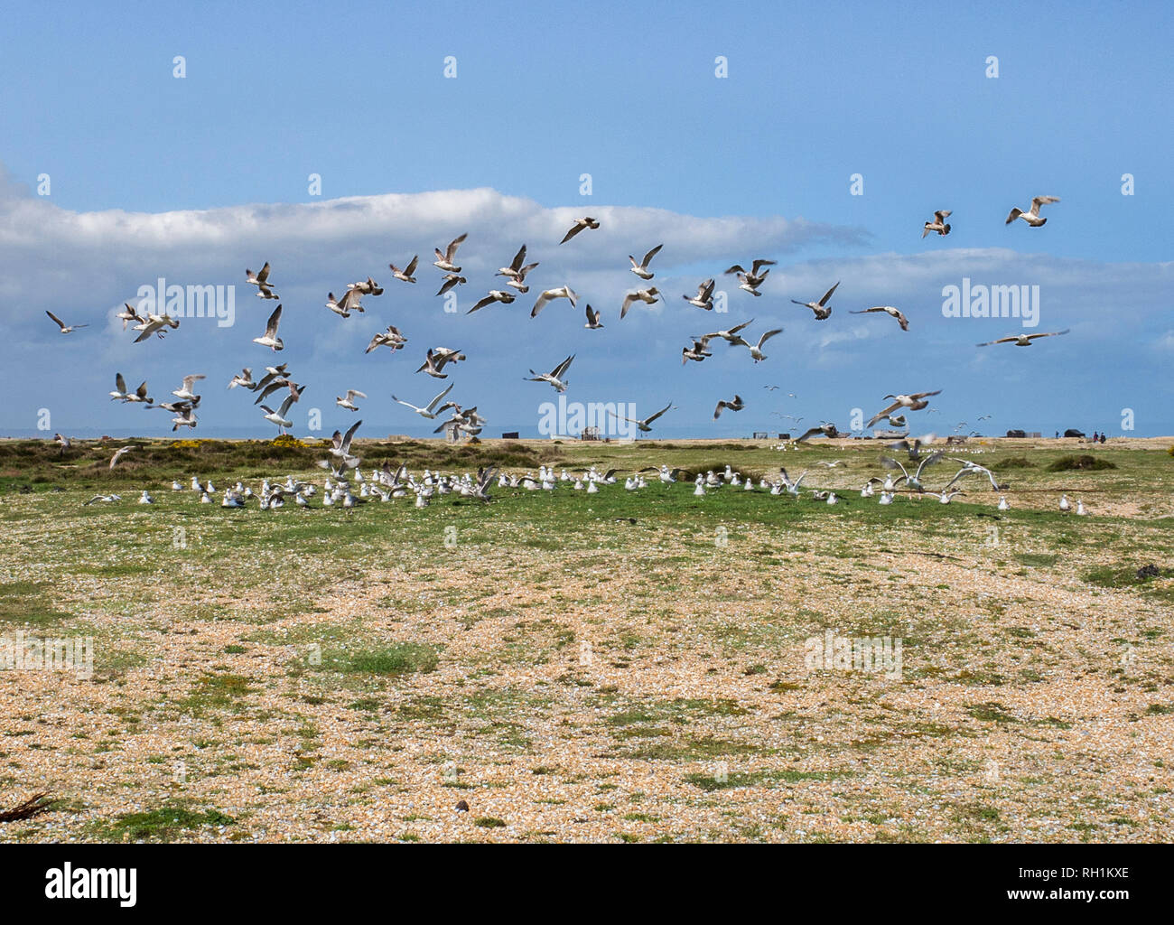 Dungeness bird observatory hi-res stock photography and images - Alamy