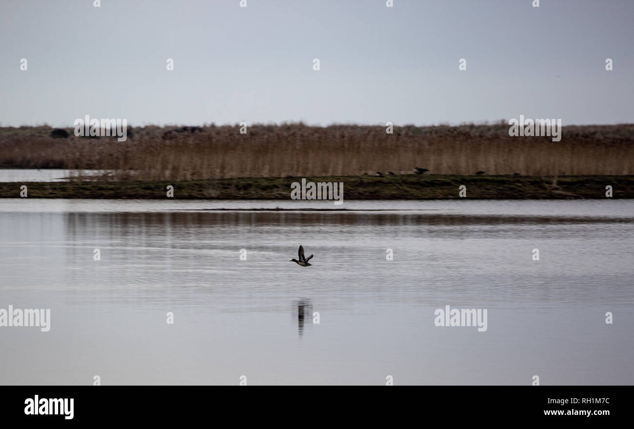Flying Across The Water Stock Photo Alamy