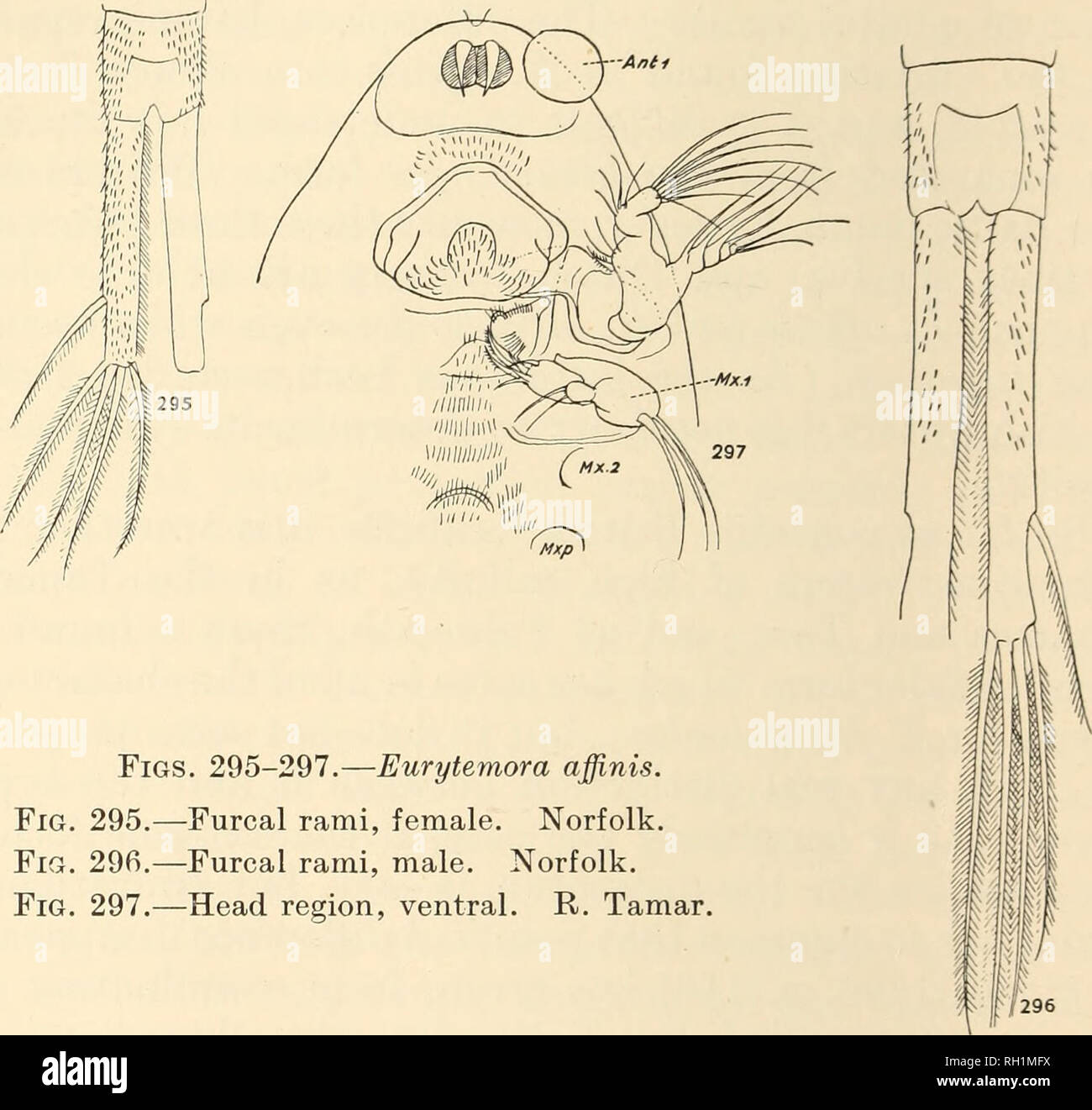 . British fresh-water Copepoda. --. Copepoda; Crustacea. 208 BRITISH FRESH-WATER COPEPODA. 7. Swimming-legs more slender. 8. Egg-sac with few eggs. De Lint (1922b, p. 82) adds, as the most important distinction: 9. Greatest width in head region, instead of middle of thorax as in E. affinis.. Taking these points in order : 1. So far as size is concerned there is every gradation, and in one population the range is great. For example, Falmouth (females) -94-1-41 mm. ; R. Bure, 1-2-1-7 mm. ; E. Tees, 1-4-1-9 mm. The only British specimens which fall within the limits given for E. hirundoides are t Stock Photo