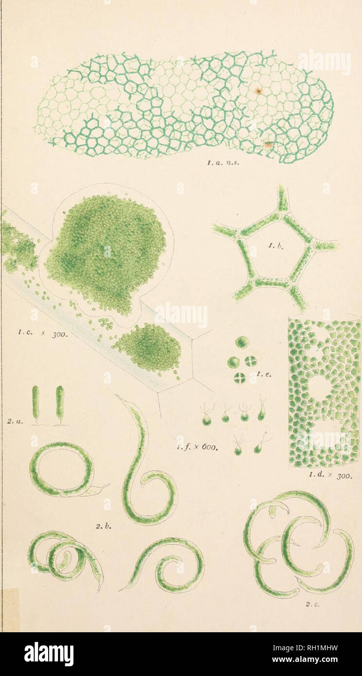 . British fresh-water algae, exclusive of Desmidieae and Diatomaceae. Algae -- Great Britain. PROTOCOCCACE/E . 14. 2 1. Hydrodiotyon, uinoulatum,. f^oth. 2. Qphiocyiium cochleare, Eich.. Please note that these images are extracted from scanned page images that may have been digitally enhanced for readability - coloration and appearance of these illustrations may not perfectly resemble the original work.. Cooke, M. C. (Mordecai Cubitt), b. 1825. London, New York, Williams and Norgate Stock Photo