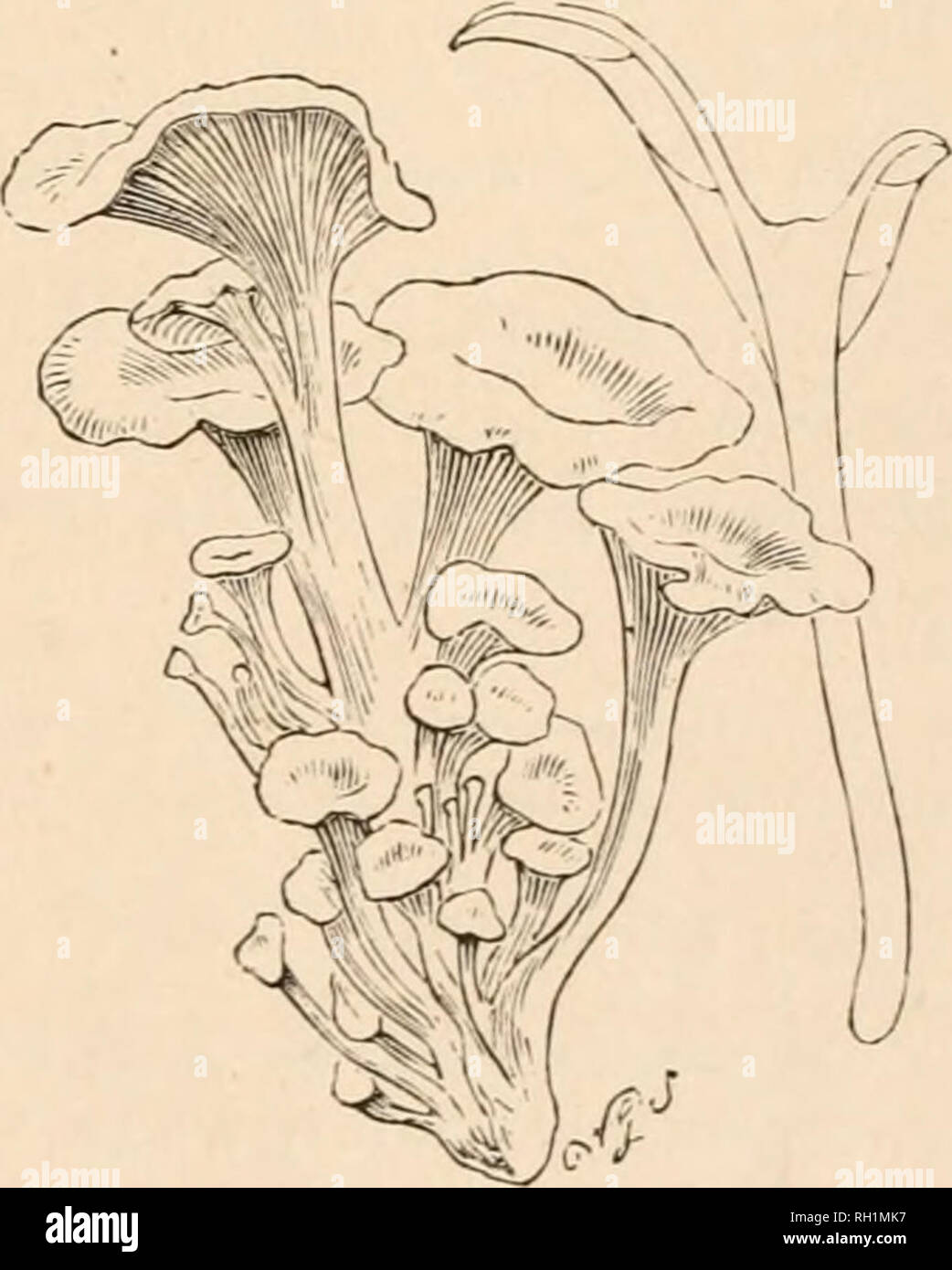 . British fungi (hymenomycetes). Basidiomycetes; Fungi -- Great Britain. LENTINUS. 153 On dead leaves, twigs, £c. Common. Sept.-Oct. Marasmius. In large specimens the gills form a close collar round the stem, margin of the collar cream-coloured. M.J.B. Name—eni, upon ; vov, a leaf. Fr. Mt'HOgr. . p. 231. Hyin. Enr. p. 479. Berk. Out. p. 224. C. Hbk. n. 679. S. Mycol. Scot. n. 645. Ag. Tratt. Austr.f. 22. Fl. Dan. t. 1194./! i. Sow. t. 93. III.—APUS. 35. M. spodoleucus Berk.—Pileus 4 mm. (2 lin.) broad, cinere- ous, pulverulent or slightly furfuraceous, conchate, resupinate, margin free, ar Stock Photo