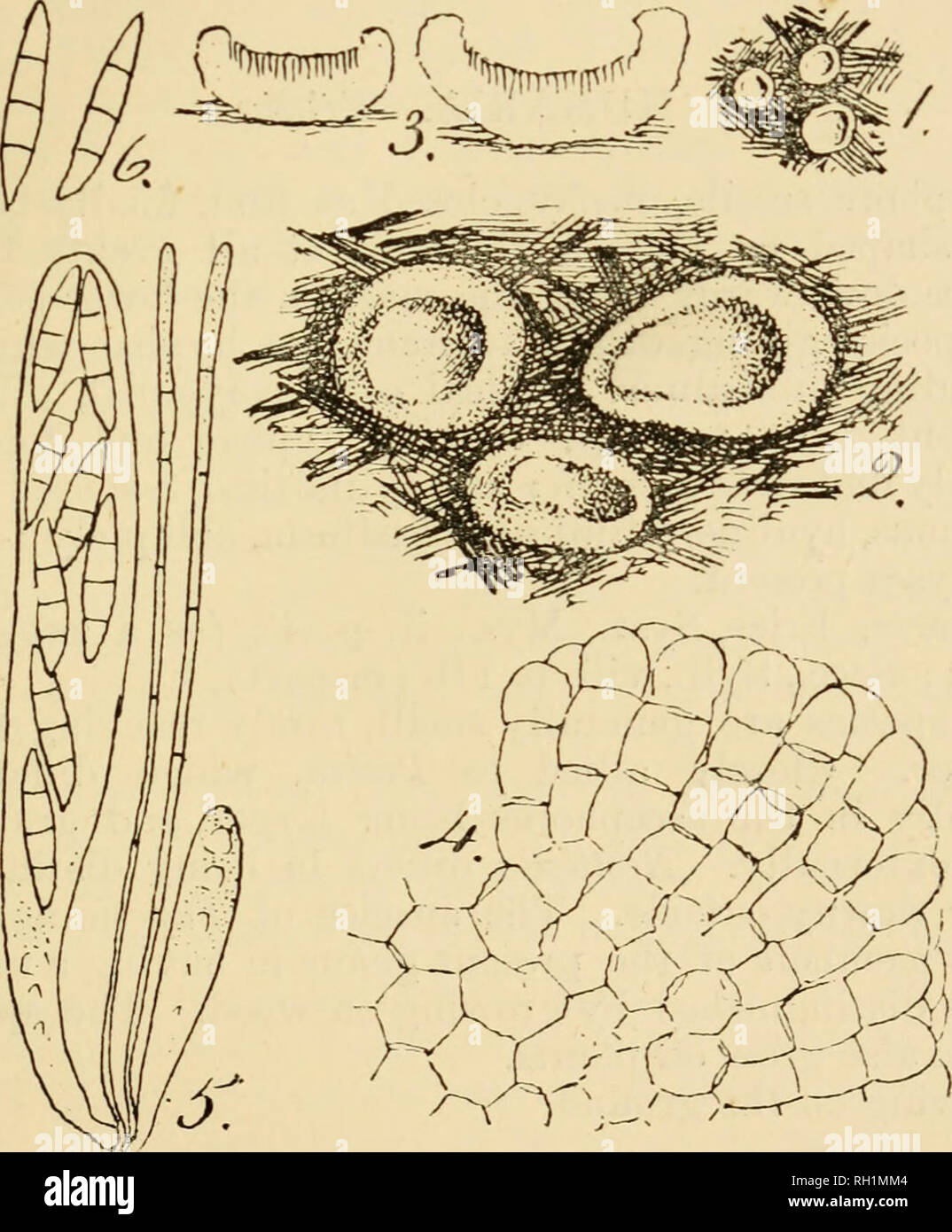 . British fungus-flora. A classified text-book of mycology. Fungi -- Great Britain. Masseea quisquilarum, Sacc.—Fig. 1, nat. size;—Fig. 2, ascophores. slightly x ;—Fig. 3, sections of same, slightly x ;—Fig. 4, portion of excipulum x 400 ;—Fig. 5, asci and paraphyses, x 400;—Fig. 6, free spores, x 500. chymatous, cells subquadrate or polygonal, 6-8 /x diameter, running out in more or less parallel series at the surface and margin ; asci broadly clavate, apex somewhat truncate, base narrowed into a slender pedicel, 8-spored; spores irregularly 2-seriate, hyaline, narrowly fusiform, straight or  Stock Photo