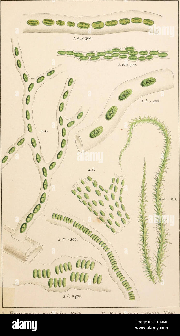 . British fresh-water algae, exclusive of Desmidieae and Diatomaceae ...