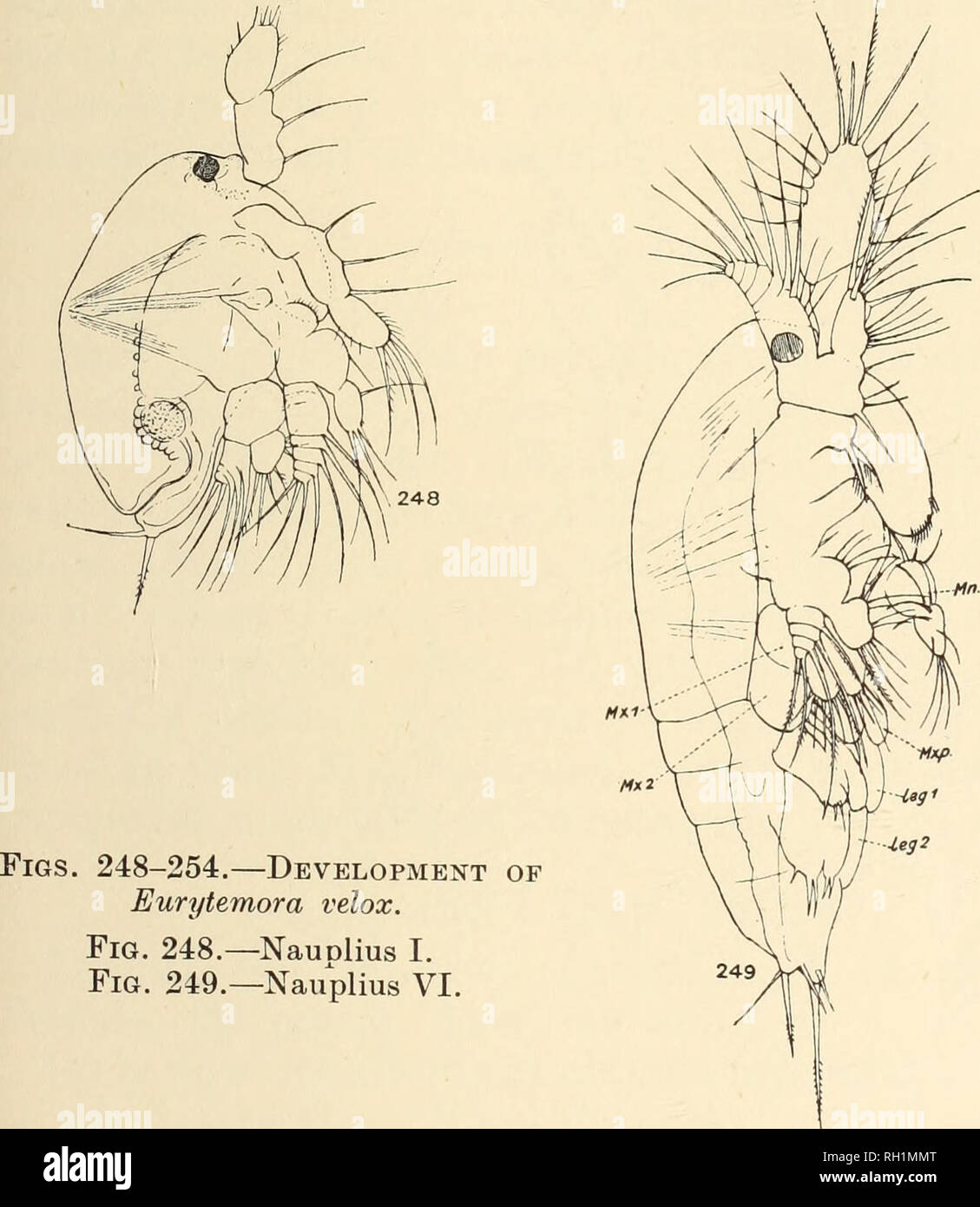 . British fresh-water Copepoda. --. Copepoda; Crustacea. EURYTEMORA. 187 seg. 3 with 3 strong setse and a very delicate seta which eventually becomes the aesthete of the adult. Antenna : Coxa with 1 strong spine ; basis with 1 spine and 2 setae ; endopod unsegmented, with 3 terminal setae ; exopod of 5 segments with 7 long setae. Mandible : Basis with 2 strong spines ; endopod unsegmented,.  broad, with a proximal group of 3 setae and terminal group of 5. Exopod 4-segmented, with 5 setae. This stage lasts a very short time, and is rarely found in the plankton. Naujdius II. Length -IS--17 mm.  Stock Photo