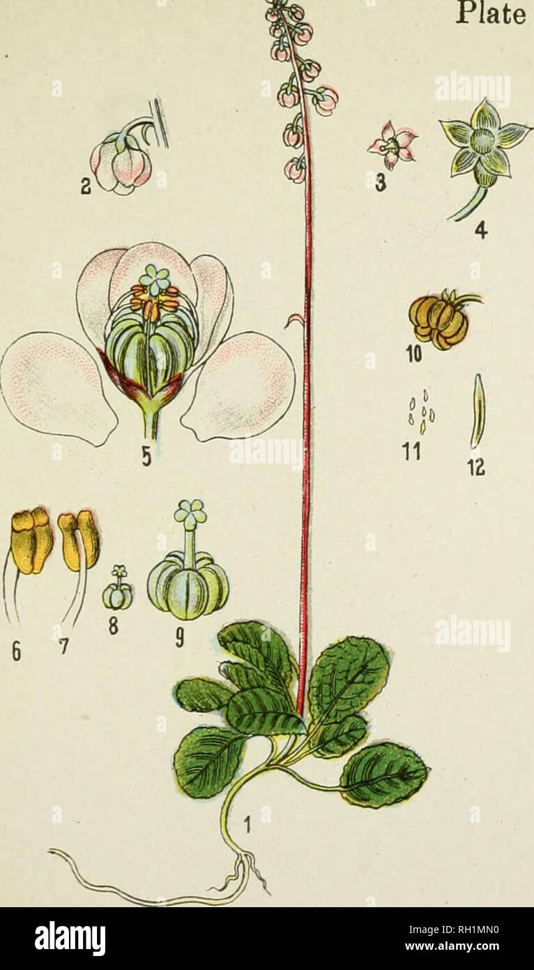 . British flowering plants. Plants. Plate LV.. Common Winter-green. (Pyrola. Please note that these images are extracted from scanned page images that may have been digitally enhanced for readability - coloration and appearance of these illustrations may not perfectly resemble the original work.. Kirby, W. F. (William Forsell), 1844-1912. London, Sidney Appleton Stock Photo