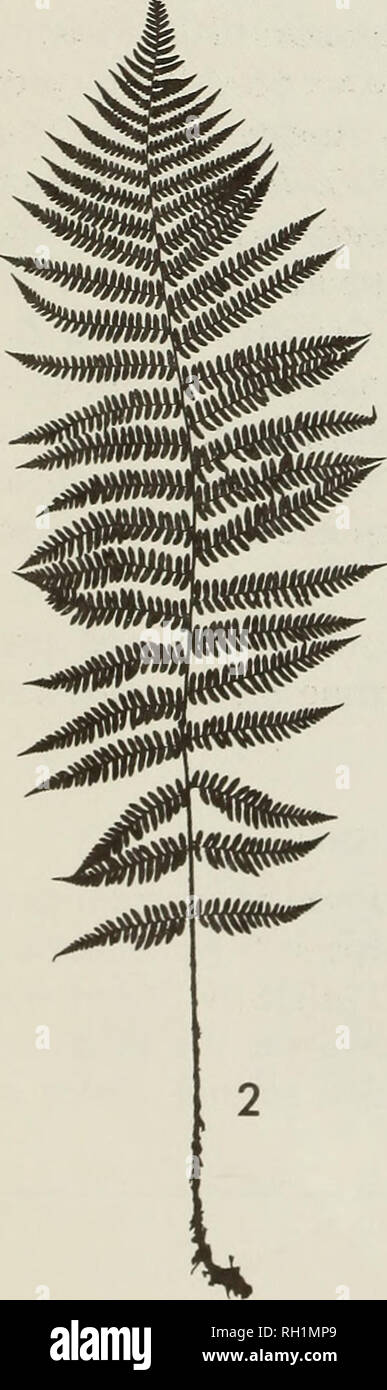 . The British fern gazette. Ferns. FIGURE 1: Distribution of Dryopteris caucasica (cross hatching); stippled areas = doubtful occurrence. Dryopteris caucasica (A. Br.) Fraser-Jenkins &amp; Corley comb. nov. Basionym: Aspidium caucasicum A. Br., Flora 24:707 (7 Dec 1841) nom. nov., type as for A. affine. Synonym: Aspidium affine Fisch. &amp; Meyer ex Hohenacker, Bull. Soc. Nat. Moscou 11:240 (1838); non Blume nee Wall. (1828). Type: Khanlar, Azerbaydzhan S.S.R., Hohenacker, 1836; LE! (See below). Dryopteris filix-mas (L.) Schott var. athyriformis Fomin, Vest. Tiflis. Bot. Sada 20:35 (1911). Syn Stock Photo