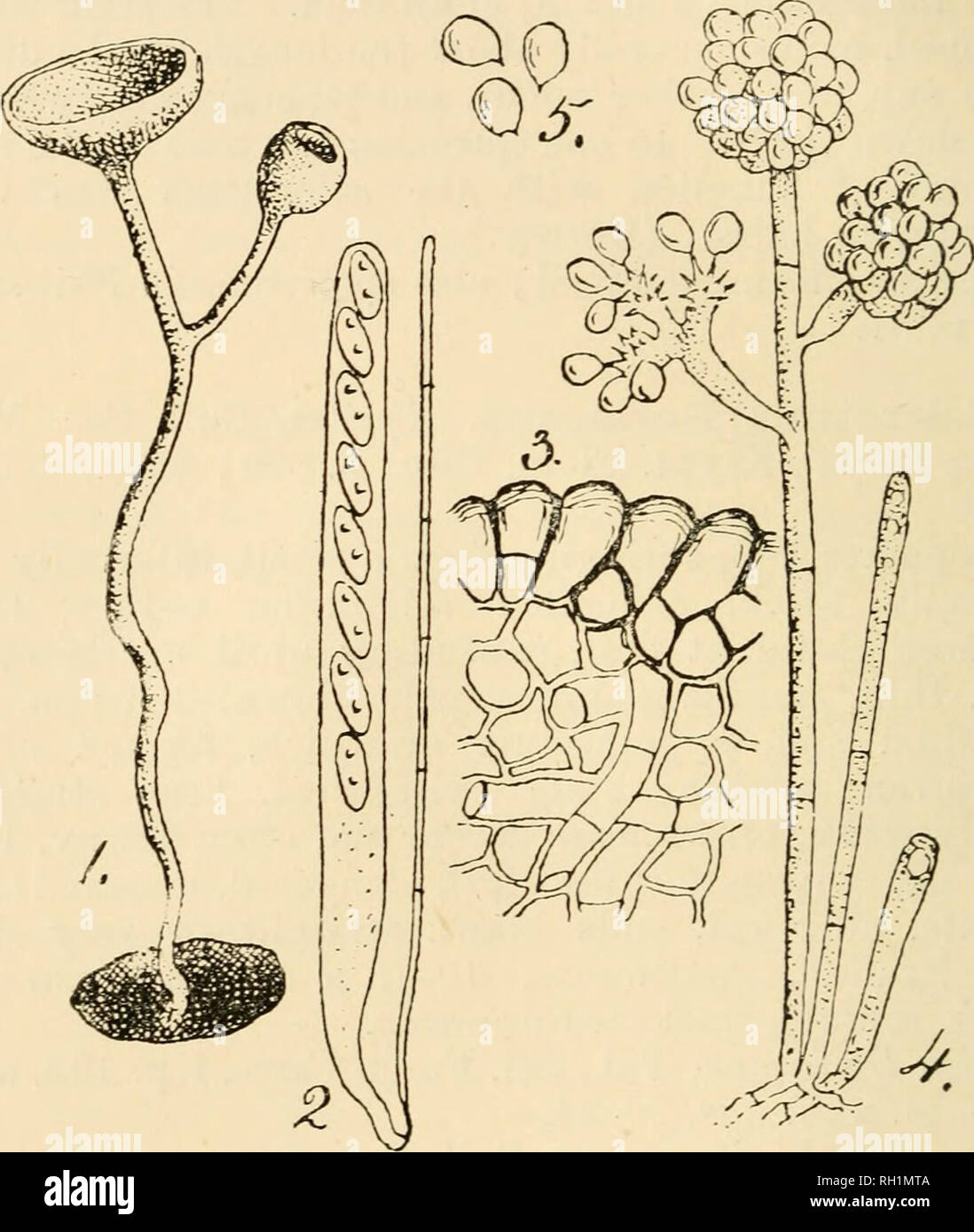 . British fungus-flora. A classified text-book of mycology. Fungi -- Great Britain. 284 FUNG US-FLORA. Sclerotinia bulborum. Behm, Krypt.-Flora, Disc, p. 819; Sacc, Syll., viii. n. 802; Mass., in Gard. Chron., Aug. 11th, 1894, p. 1894, with fig. Ascophores 1-3 in number, springing from an irregular sclerotium which is at first white, then blackish externally,. Fig. 1, Sclerotinia bulborum, Relim, x 10 ;—Fig. 2, ascus and paraphysis of same, X 400;—Fig. 3, section of portion of a sclerotium, x 400;— Fig. 4, Botrytis form of the fungus, x 250;—Fig. 5, conidia of Botrytis stage, x 400. 8-12 mm. d Stock Photo