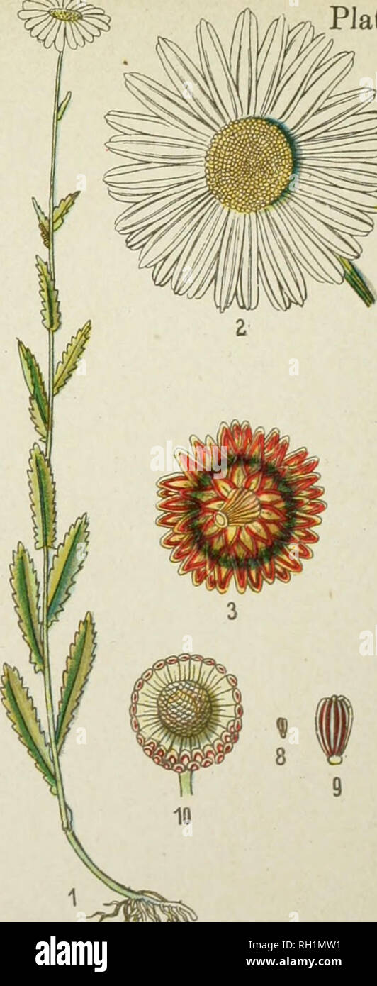 . British flowering plants. Plants. 3 4 5 R Colt'8-foot. (Tuaailayo Farfara.). UX-eye Daisy. (Chrysanthemum Leucanthemum}. Please note that these images are extracted from scanned page images that may have been digitally enhanced for readability - coloration and appearance of these illustrations may not perfectly resemble the original work.. Kirby, W. F. (William Forsell), 1844-1912. London, Sidney Appleton Stock Photo