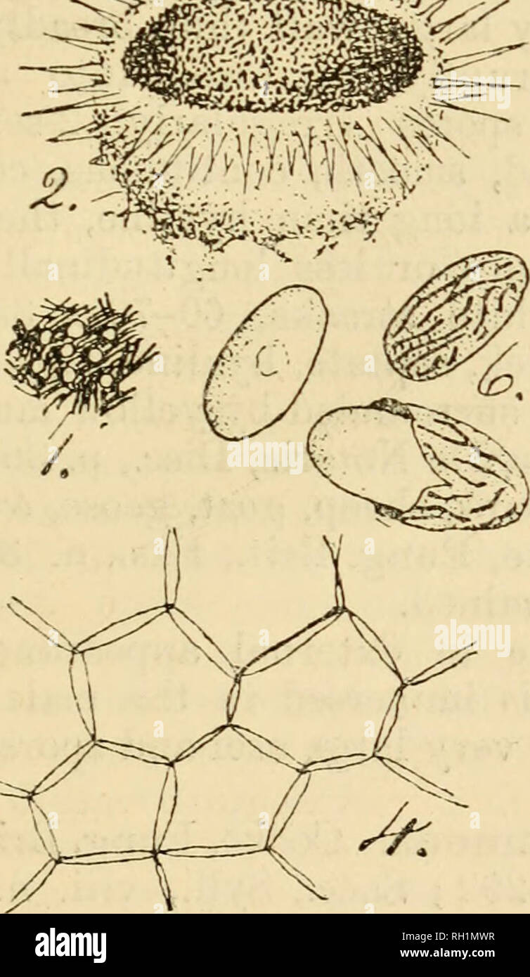. British fungus-flora. A classified text-book of mycology. Fungi -- Great Britain. ^=5?. &amp;â *â W Ascobolus barbatus, Mass. &amp; Crossl. Fig. 1, group of fungi, nat. size; âFigs. 2, 3, entire fungus and section; x 75;âFig. 4, cells of ex- cipulum ;âFig. 5, ascus with spores and paraphyses;âFig. 6, spores in various stages of development;âFig. 7, marginal hairs;âFigs. 4-7 X 500. are yet hyaline, the fungus would pass for a species of Lachnea. Mostly closely allied to Ascobolus brunncus, Cke., but clearly distinguished by the narrowly cylindrical asci, and 1-seriate, smaller spores.. Please Stock Photo