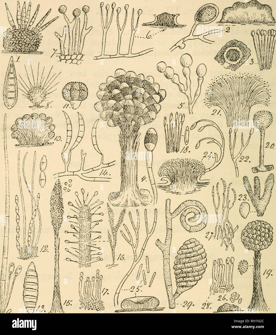 . British fungus-flora. A classified text-book of mycology. Fungi -- Great Britain. 442 FUNGUS-FLOrtA.. ff. V^^'^' FIGURES ILLUSTRATIXG THE STILBEAE. Fig. i, Exosporium tiliae; section of fungus and conidium;—Fig. 2, Epiclocldum atrovirens; section of fungus, and portion of hyjiliae with a conidium;—Fig. 3, Myrothecium inundaium: general appearance of fungus, and portion of section showing conidiophores bearing conidia ;— Fig. 4, Atrobotryum airum:—Fig. 5, Aegerita Candida;—Fig. 6, Dendro- docliium affine;—Fig. 7, Tuherculina persicina ;—Fig. 8, Volutella ciliata; —Fig, 9, sterile hypha and tw Stock Photo