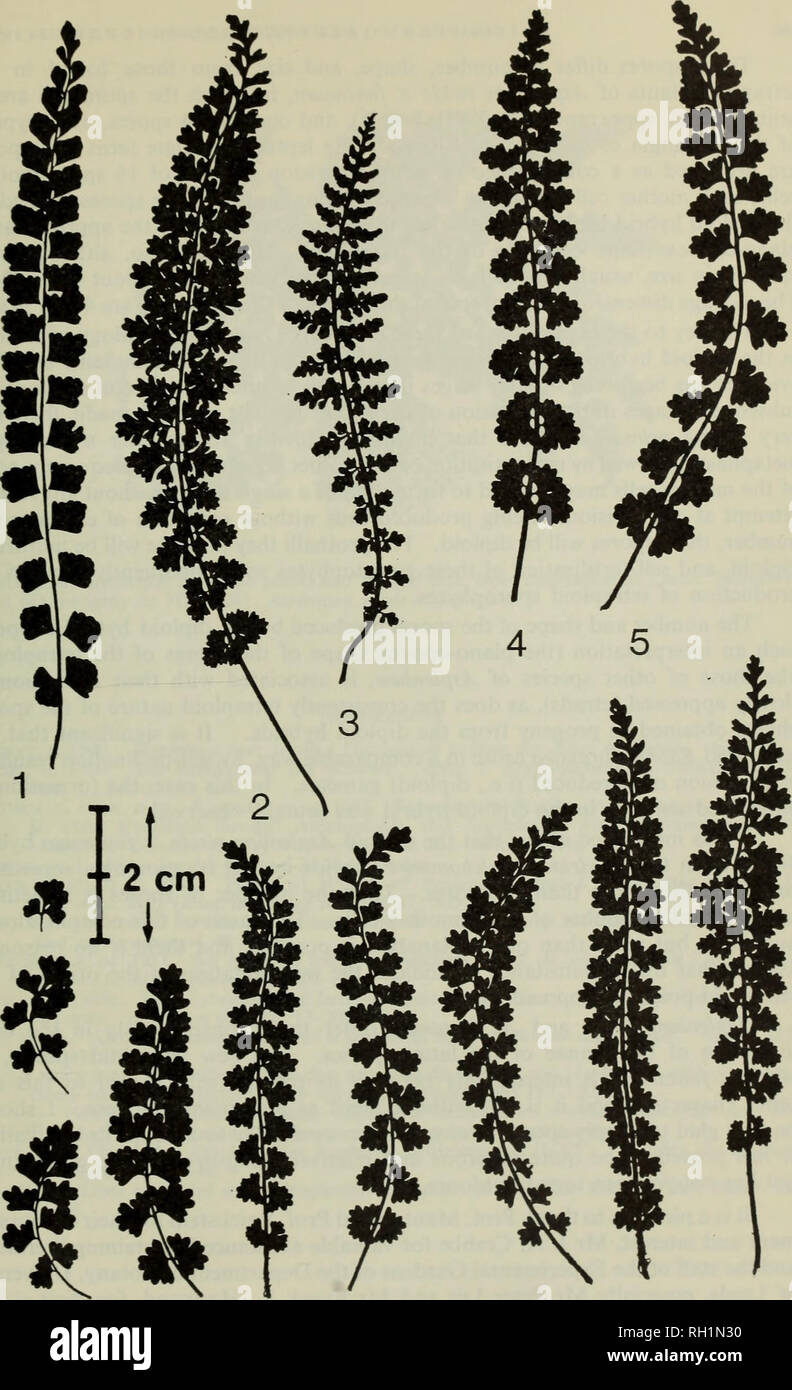 . The British fern gazette. Ferns. SYNTHESIS OF A NEW ASPLENIUM: J. D.'LOVIS 155. FIGURES 1 - 5: Silhouettes of fronds, natural size, all from cultivation at Leeds. Fig. 1: Asplenium viride, ex Bains de Tredos, Pyrenees. Fig. 2: A. viride x fontanum, JDL 1281 (bottom row displays stages in development). Fig. 3: A. fontanum, ex Villard de Lans, Isere. Figs. 4 &amp; 5: tetraploid progeny ex JDL 1281. Fig. 4: plant 1A, Fig. 5: plant 6F.. Please note that these images are extracted from scanned page images that may have been digitally enhanced for readability - coloration and appearance of these i Stock Photo