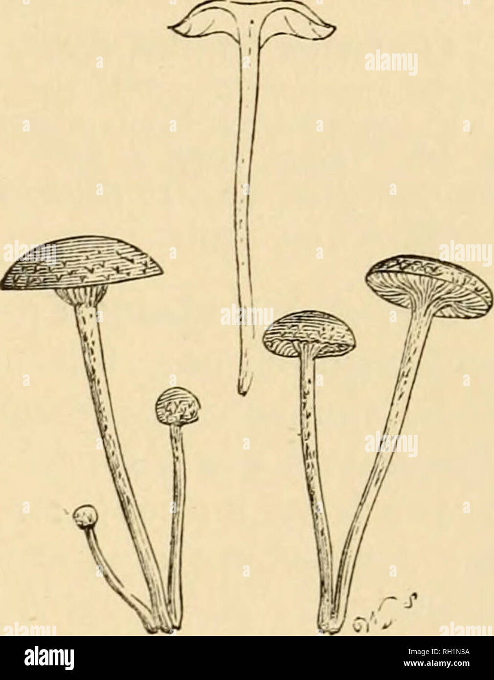 . British fungi (Hymenomycetes). Fungi -- Great Britain. DERMINI. 297 This species has occurred with pallid gills entirely devoid of spores. B. df Br. Galera. Name — oi//is, resemblance. Mycena-VG.. Fr. Monogr. i. f. 395. Hym. Eur. p. 271. Icon. t. i2g. f. i. B. ^ Br. n. 1124. C. Hbk. n. 384. Illust. PL 467. b. Hoffm. Ic. t. 6. a. , Subgenus XXVI. TUBARIA {tuba, a trumpet).—Worth. Smith Tubaria. in Seem. Journ. 1870. Stem somewhat cartilaginous, Jistulose. Pileus somewhat membranaceous, often clothed with the universal floc- cose veil. Gills somewhat decurrent. Spores ferruginous or (in Phas Stock Photo