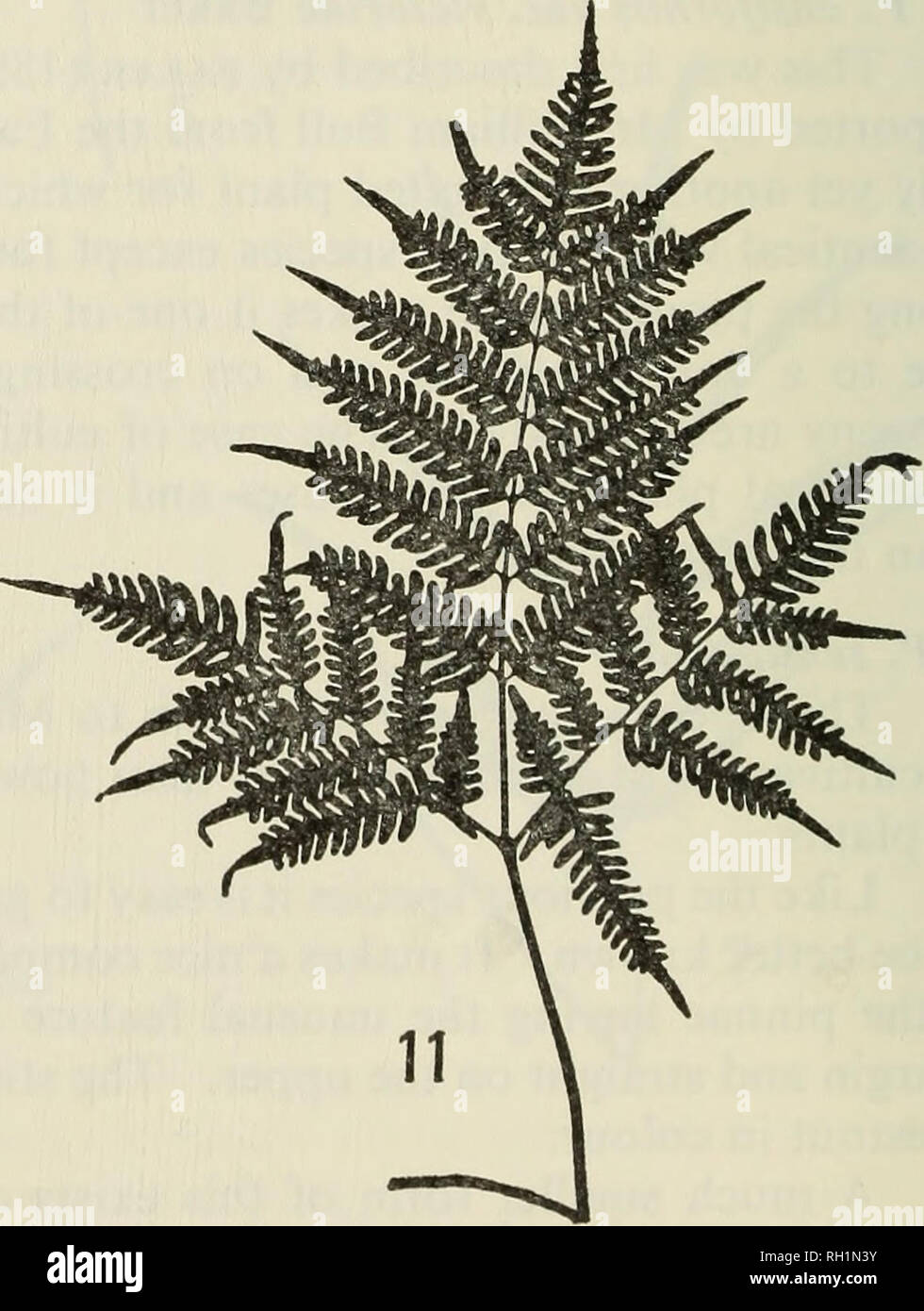 . The British fern gazette. Ferns. FIGURES 8-11 Silhouettes of fronds of Pteris. These are intended to show the general shape of the fronds and not size relationships. Fig. 8: P. semipinnata. Fig. 9: P. &quot;quadriaurita&quot; type —similar habit also seen in P. argyraea, P. biaurita and P. aspericaulis. Fig. 10: P. tremula. Fig. 11: P. tripartita.. Please note that these images are extracted from scanned page images that may have been digitally enhanced for readability - coloration and appearance of these illustrations may not perfectly resemble the original work.. British Pteridological Soc Stock Photo