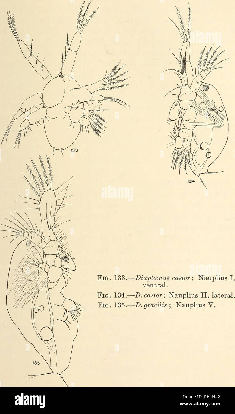 . British fresh-water Copepoda. --. Copepoda; Crustacea. DIAPTOMUS. 117. Please note that these images are extracted from scanned page images that may have been digitally enhanced for readability - coloration and appearance of these illustrations may not perfectly resemble the original work.. Gurney, Robert. London : Ray Society Stock Photo