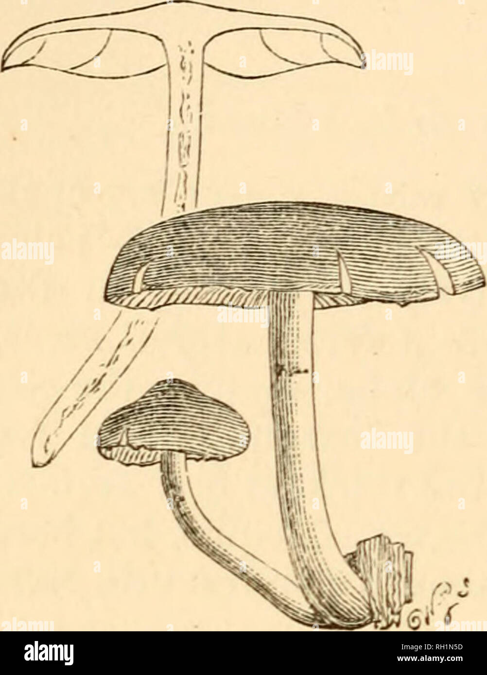 . British fungi (Hymenomycetes). Fungi -- Great Britain. 264 AGARICUS. Fiammuia. Subgeutis XXII. FLAMMULA {flam7na, a flame). Fr. Syst. Myc. 1. p. 250.. XXIV. Agariais {Flavumila) Jlavidus. One-half natural size. Veil fibrillose or none. Stem fieshy-Jibrous, not mealy upwards. Pileus fleshy, mar- gin at first z?ivohite. Gills deciirreiit or ad?iate without a si7t2(s, commonly quite entire, of one colour. A few grow on the ground, the greater num- ber on wood, passing into Pholiotae. Fr. Hyin. Eur. p. 244. {Fiammuia N^x^ restricted to spe- cies with truly decurrent gills it would correspond w Stock Photo