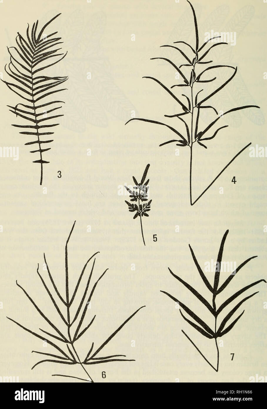 . The British fern gazette. Ferns. 146 BRITISH FERN GAZETTE: VOLUME 10 PART 3 (1970). FIGURES 3-7 Silhouettes of fronds of Pteris. These are intended to show the general shape of the fronds and not size relationships. Fig. 3: P. longifolia. Fig. 4: P. ensiformis—fertile frond. Fig. 5: P. ensiformis—sterile frond. Fig. 6: P. multifield. Fig. 7: P. cretica.. Please note that these images are extracted from scanned page images that may have been digitally enhanced for readability - coloration and appearance of these illustrations may not perfectly resemble the original work.. British Pteridologic Stock Photo